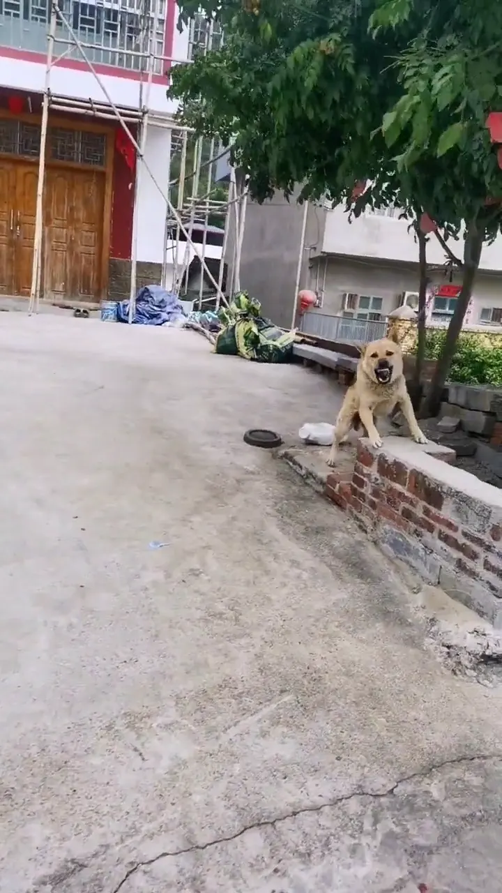 Funny dog reaction showing a dog going from confident to terrified in one second