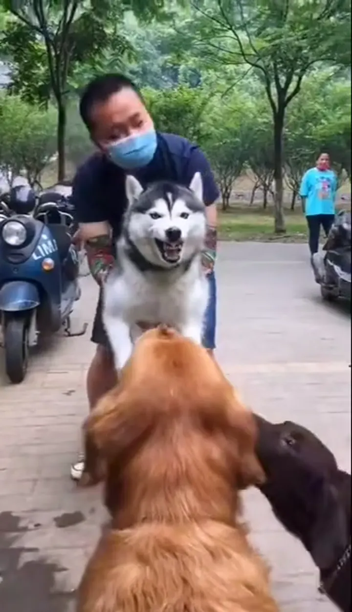 Funny dog retreating from a tiny harmless surprise in a dramatic pet moment