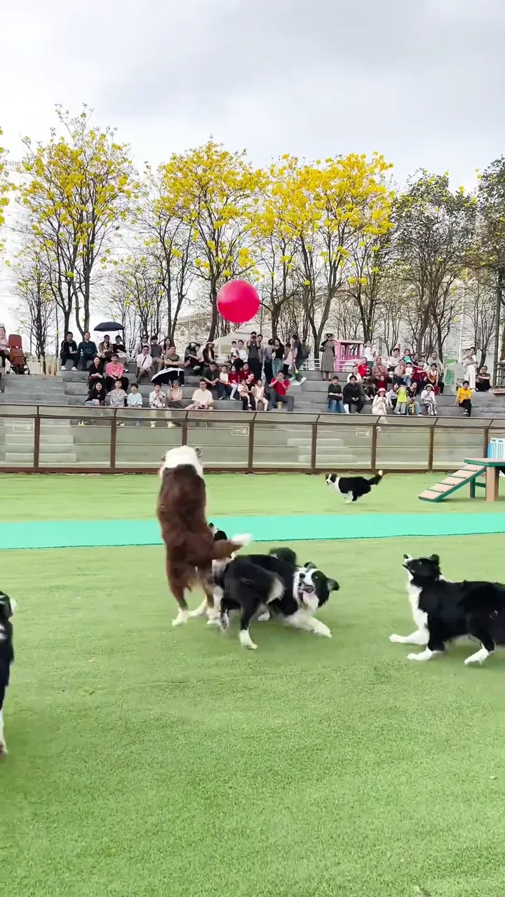 Dog making hilarious faces when caught off guard