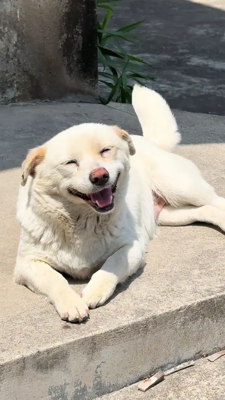 Dog reacting unexpectedly during behind the scenes filming