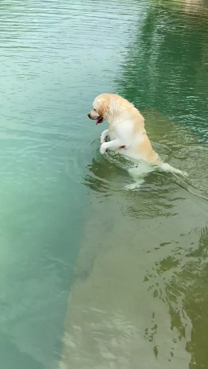 Adorable puppy in funny blooper moments behind the camera