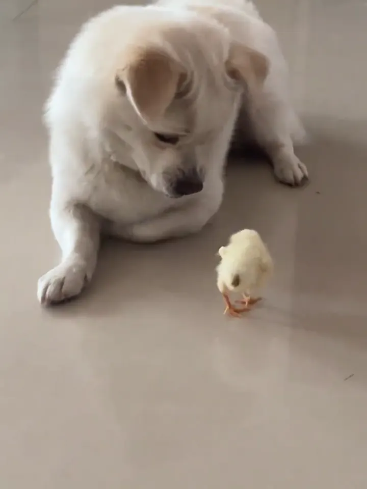 Dog making the crew laugh with silly antics behind the scenes