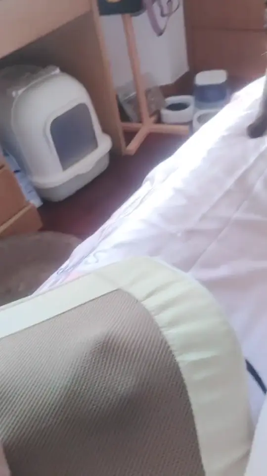 Cat reacting to a harmless toy surprise in a funny scared pet moment