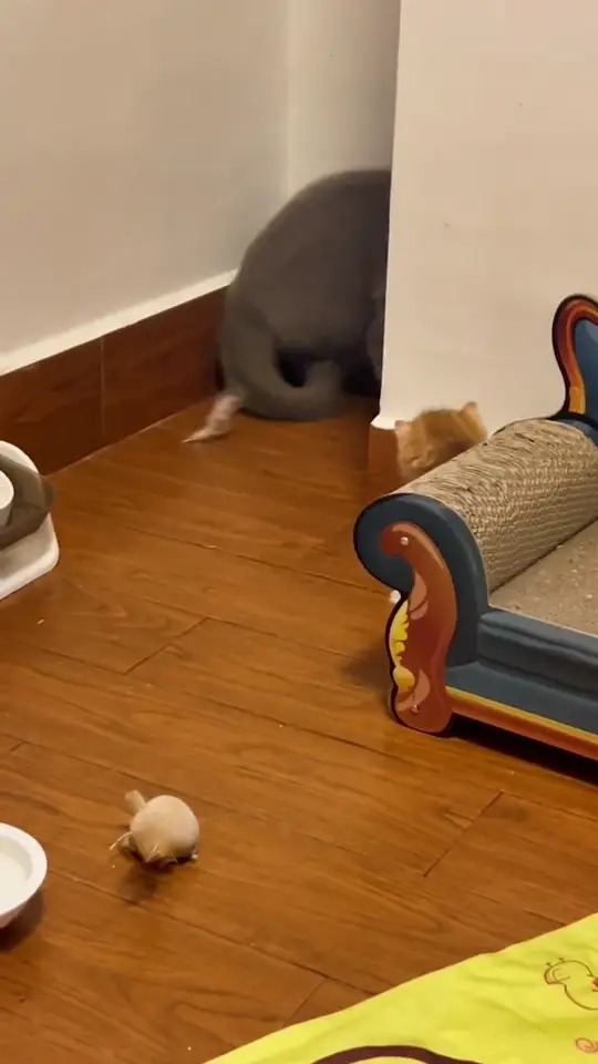 Cat jumping in surprise during a harmless funny pet prank