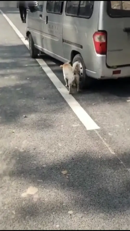Dog reacting to a harmless surprise with a funny startled expression